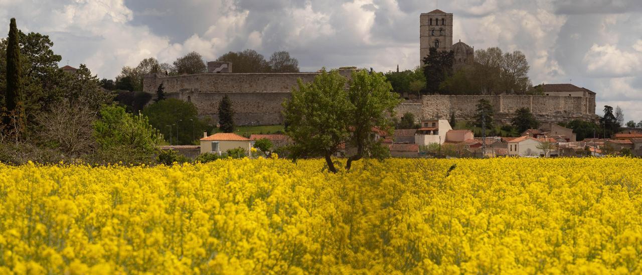 Un campo de colza en Zamora, con la catedral y la muralla al fondo.