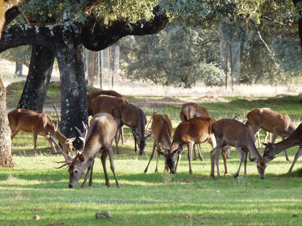 Parque Natural Sierra Cardeña Montoro
