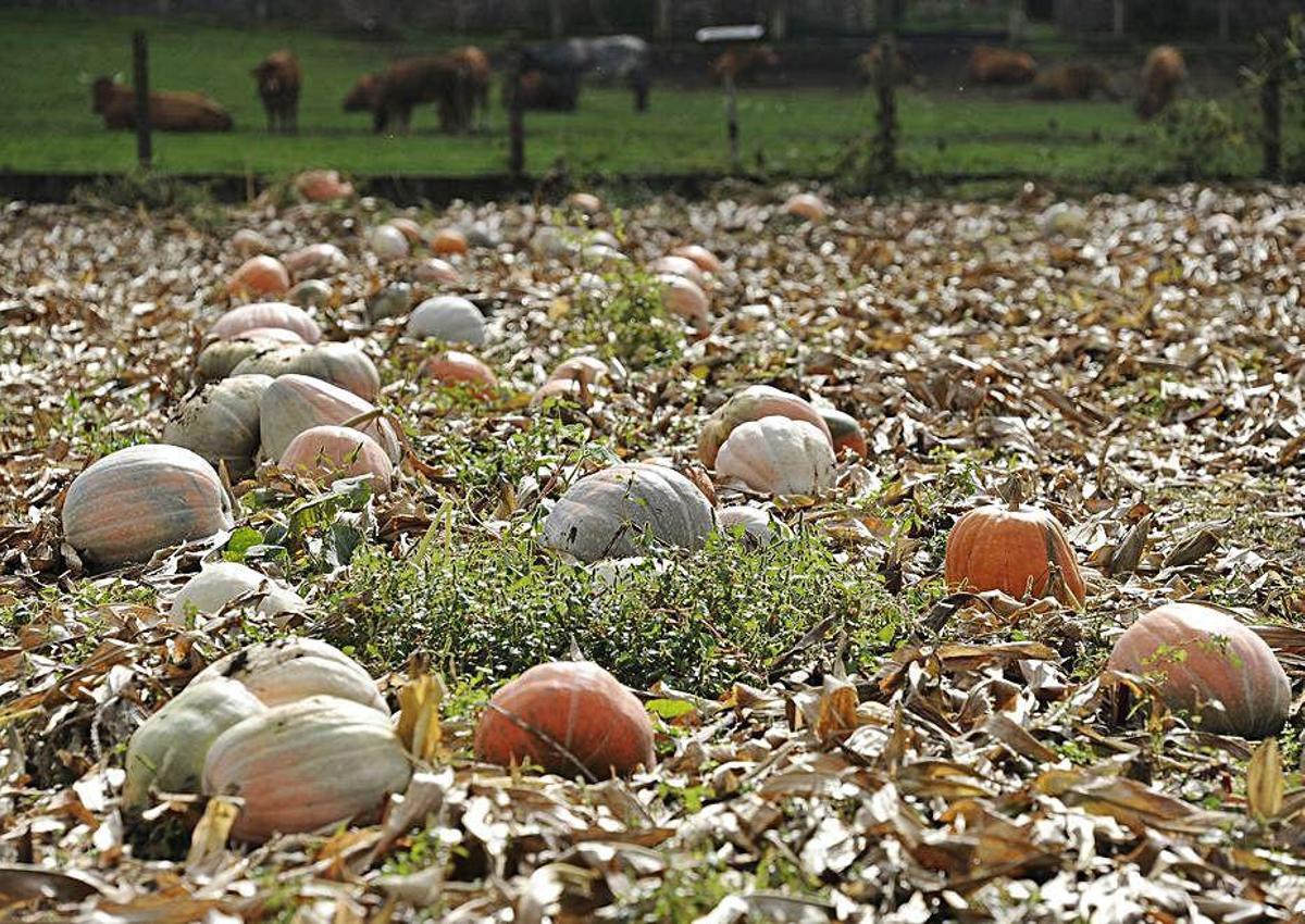 Un año para dar calabazas