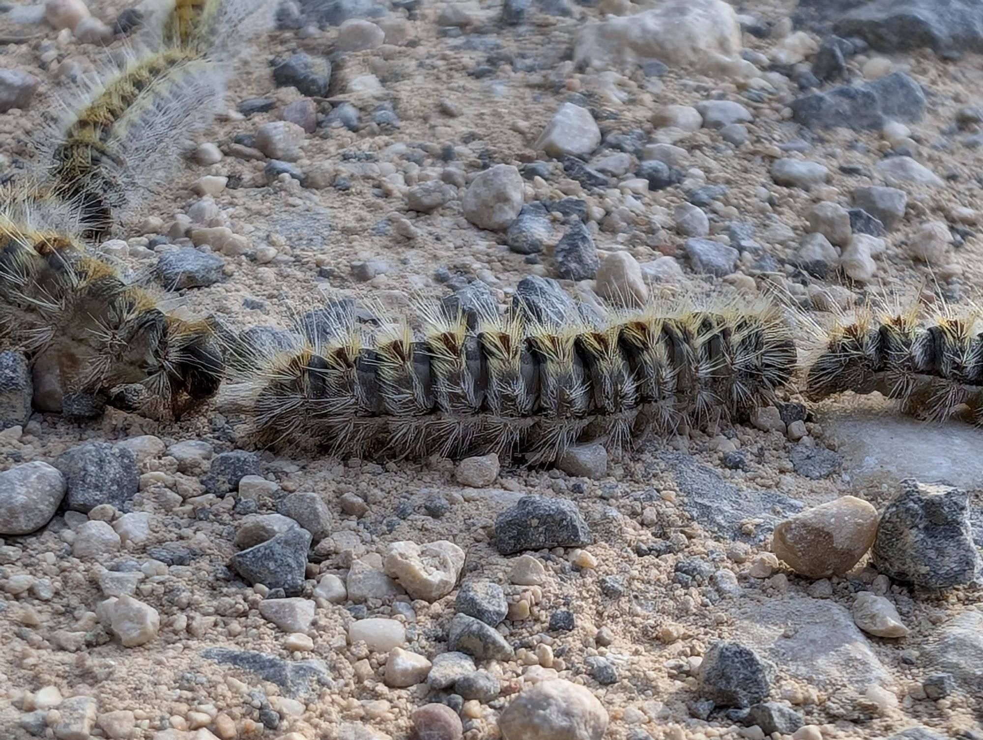 La procesionaria, una plaga que se expande en las zonas naturales