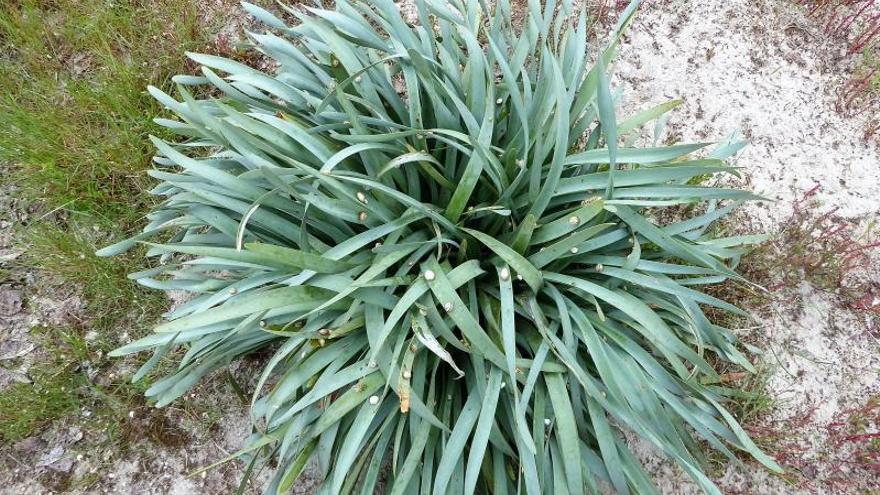 Pequeños caracoles se alimentan de varias plantas entre las dunas de Santa Cristina.  | // M.V.