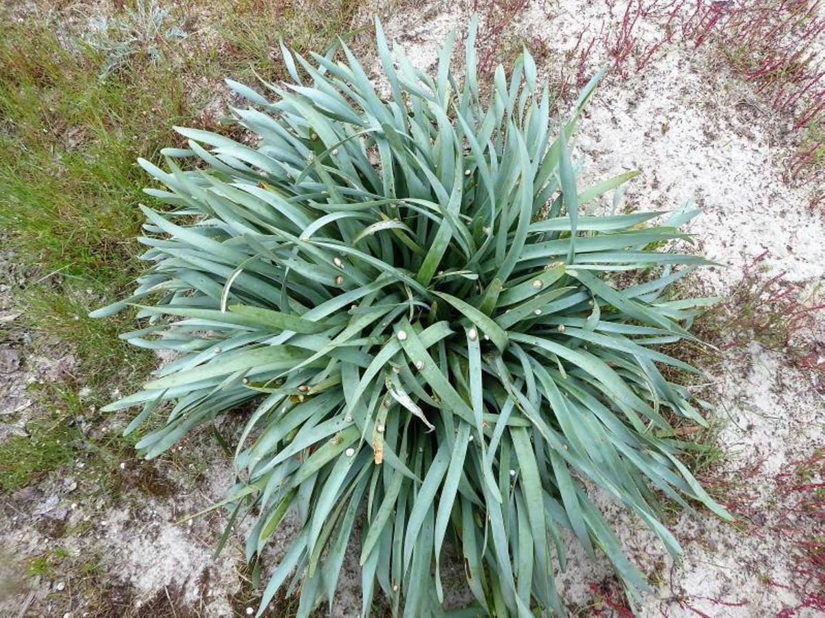 Pequeños caracoles se alimentan de varias plantas entre las dunas de Santa Cristina. | // M.V.