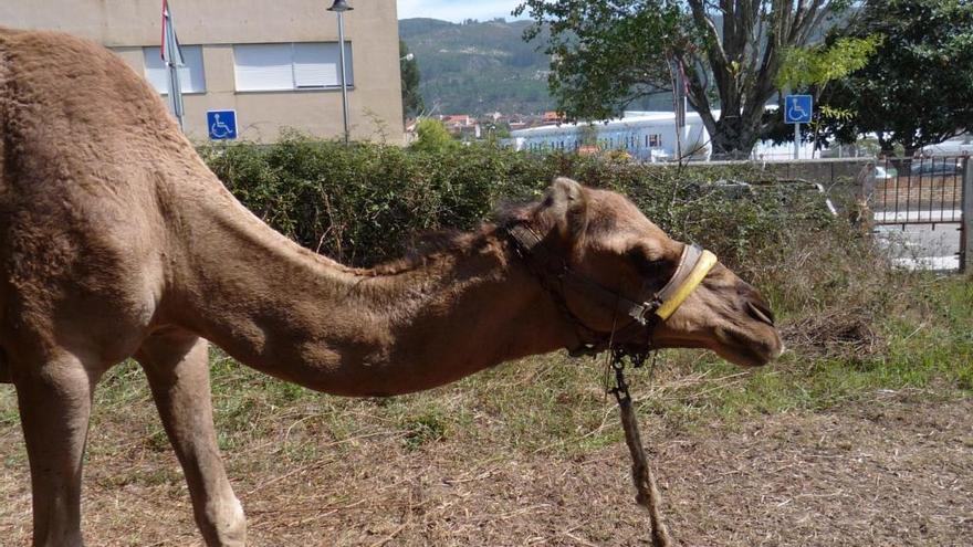 VOTA | ¿Apoyas la prohibición de los circos con animales en Galicia?