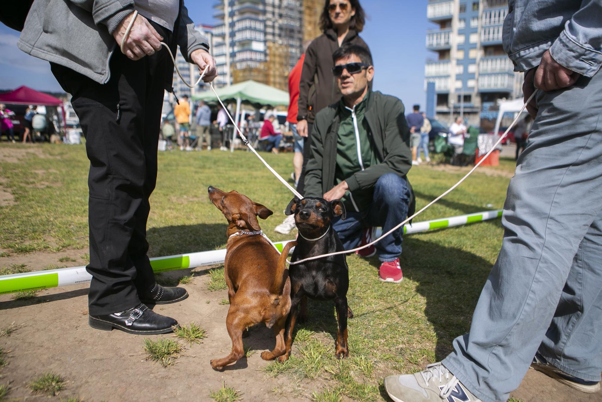 En imágenes: así fue el campeonato de surf para perros en Salinas