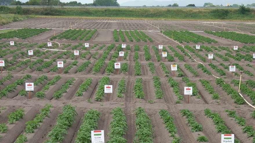 Plantación de patatas en A Limia de campañas anteriores. // I. Osorio