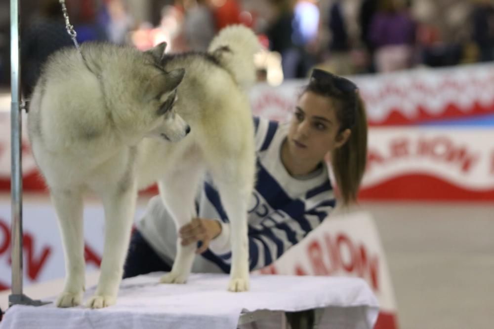 Fotos de Mi Mascota 2018