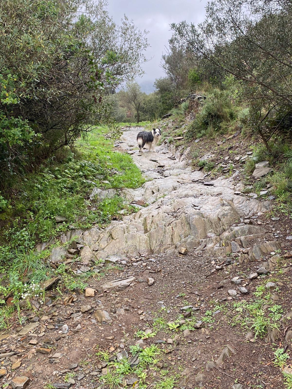 Les associacions denuncien la petrificació del camí.