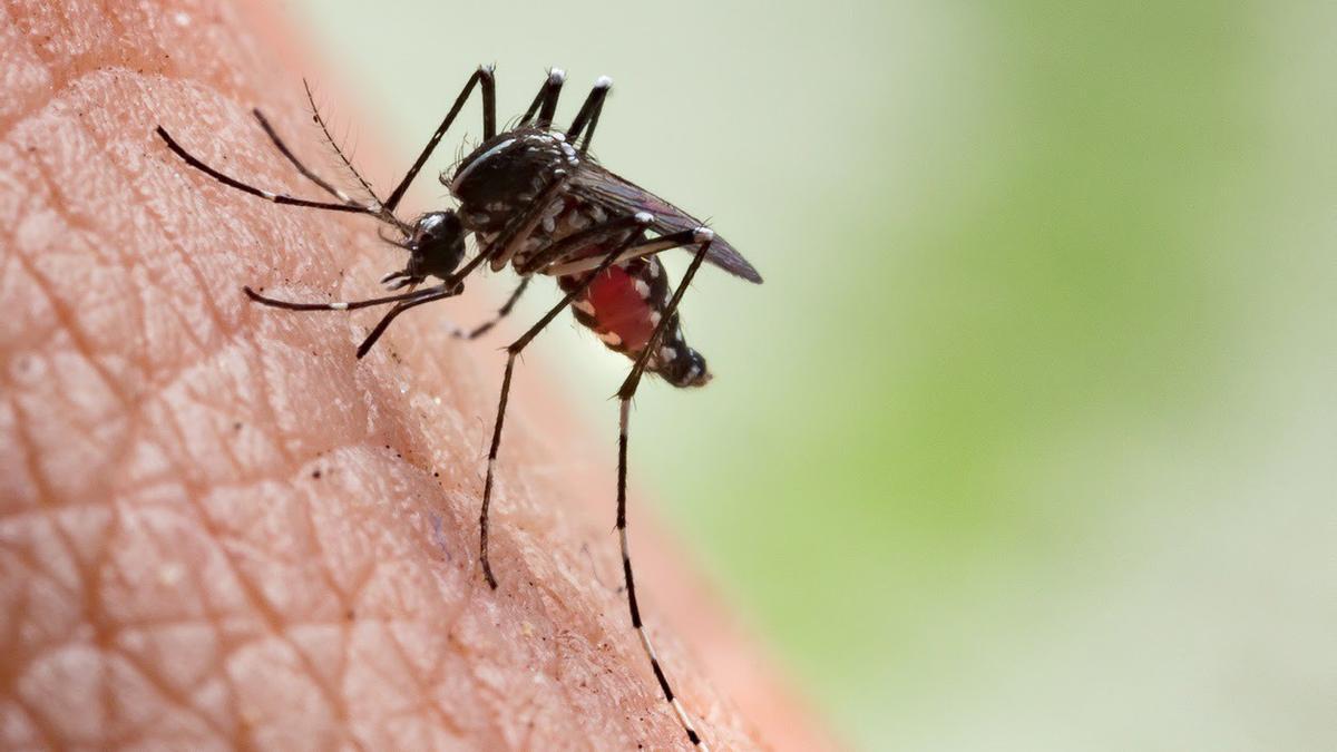 Un mosquito, alimentándose de un huésped humano.