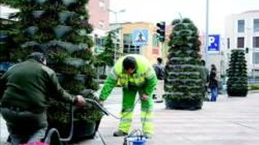 Reponen en la plaza de San Atón los conos con plantas