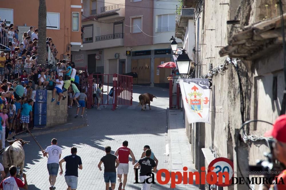 Suelta de toros en Moratalla