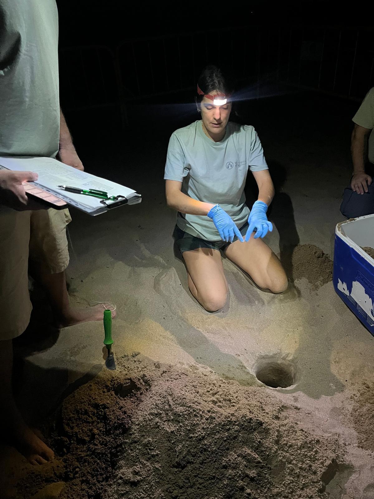 Las imágenes de la puesta de la tortuga Mona en Dénia