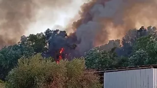 Incendio forestal en Palma del Río: el Infoca trata de extinguir el fuego que afecta a la ribera del Genil