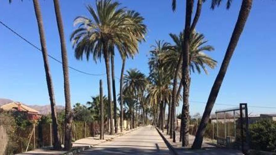 El Ayuntamiento talará 22 palmeras que presentan riesgo de caída