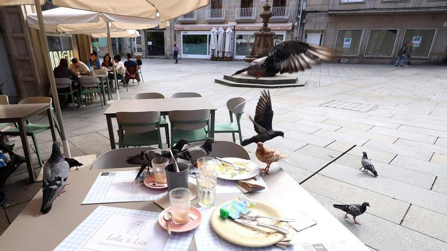 El acoso de las palomas en las terrazas de Pontevedra: «Es horrible. Los clientes nos devuelven el pincho»