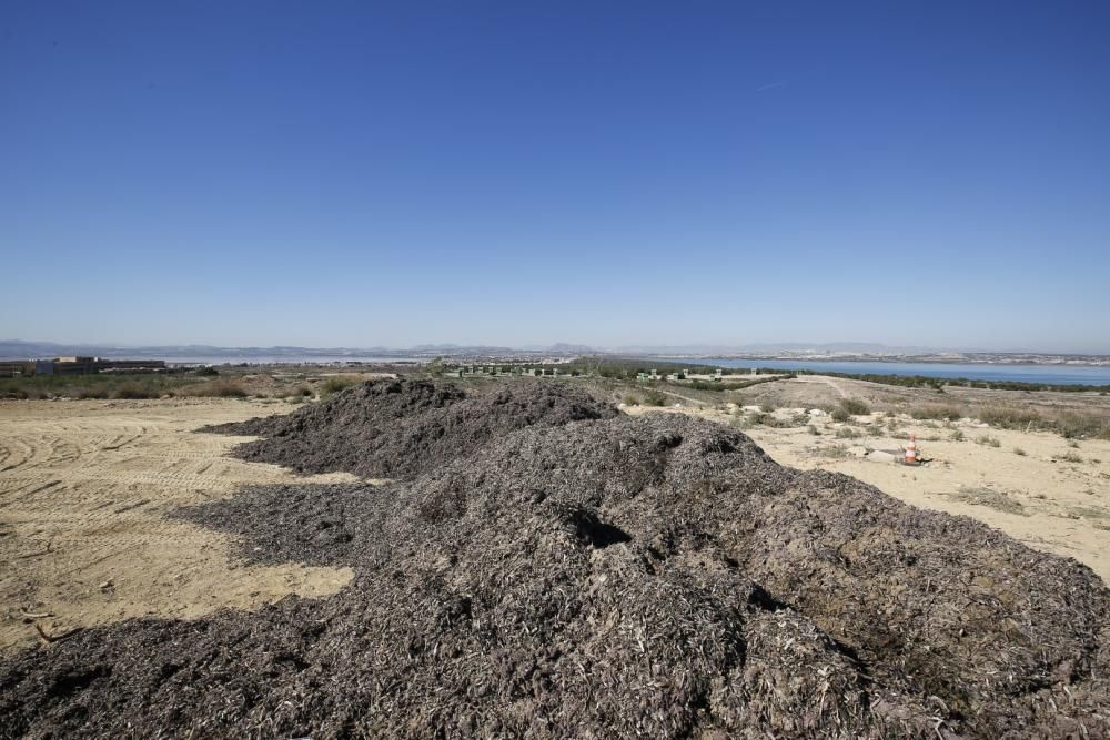 La explanada del parque del Mirador de la Casilla se ha convertido en un secadero de algas de la playa. La acumulación se realiza para facilitar el transporte posterior y rebajar el peso