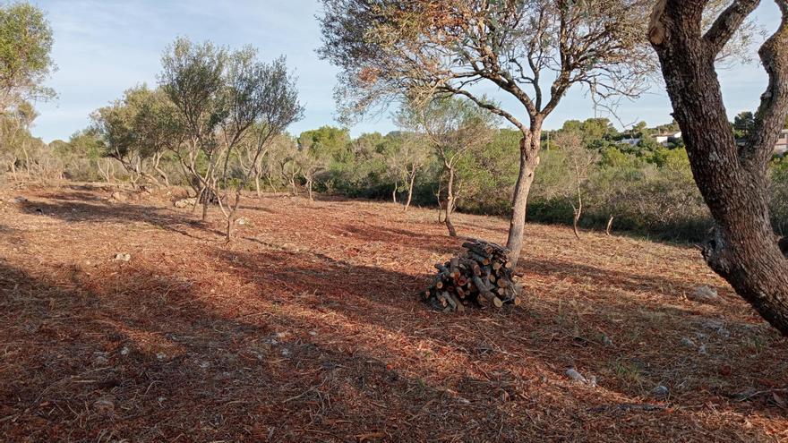 Manacor crea un cortafuegos en Cala Murada