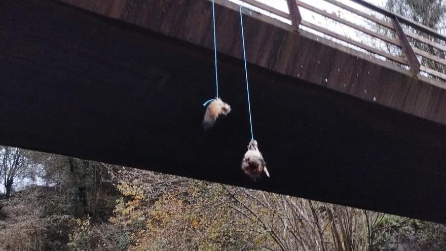 Cuelgan la cabeza decapitada de un lobo a un kilómetro del cercado de Paca y Tola