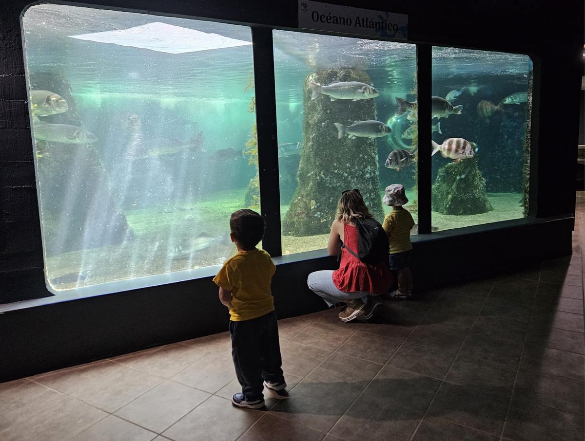 Visitas escolares al Acuario O Grove, ayer.