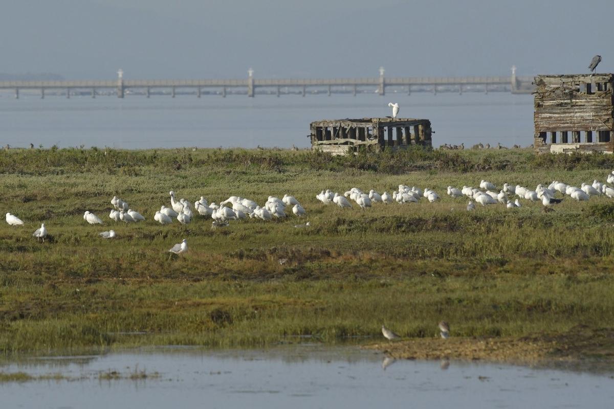 Aves descansando en el entorno de A Toxa.