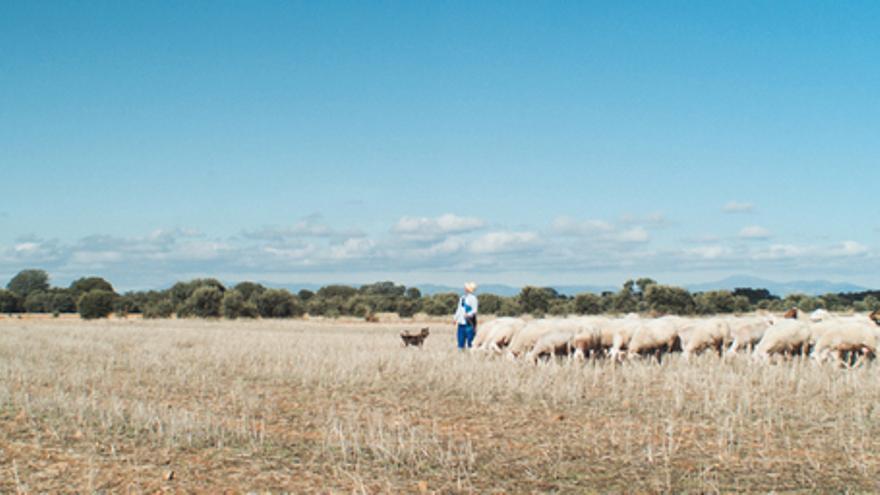 Meseta