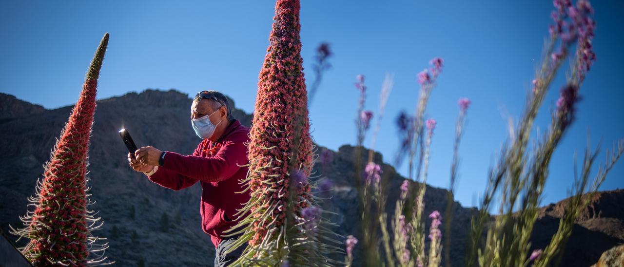 Un visitante del Parque Nacional del Teide toma varias fotografías de los tajinastes en flor.