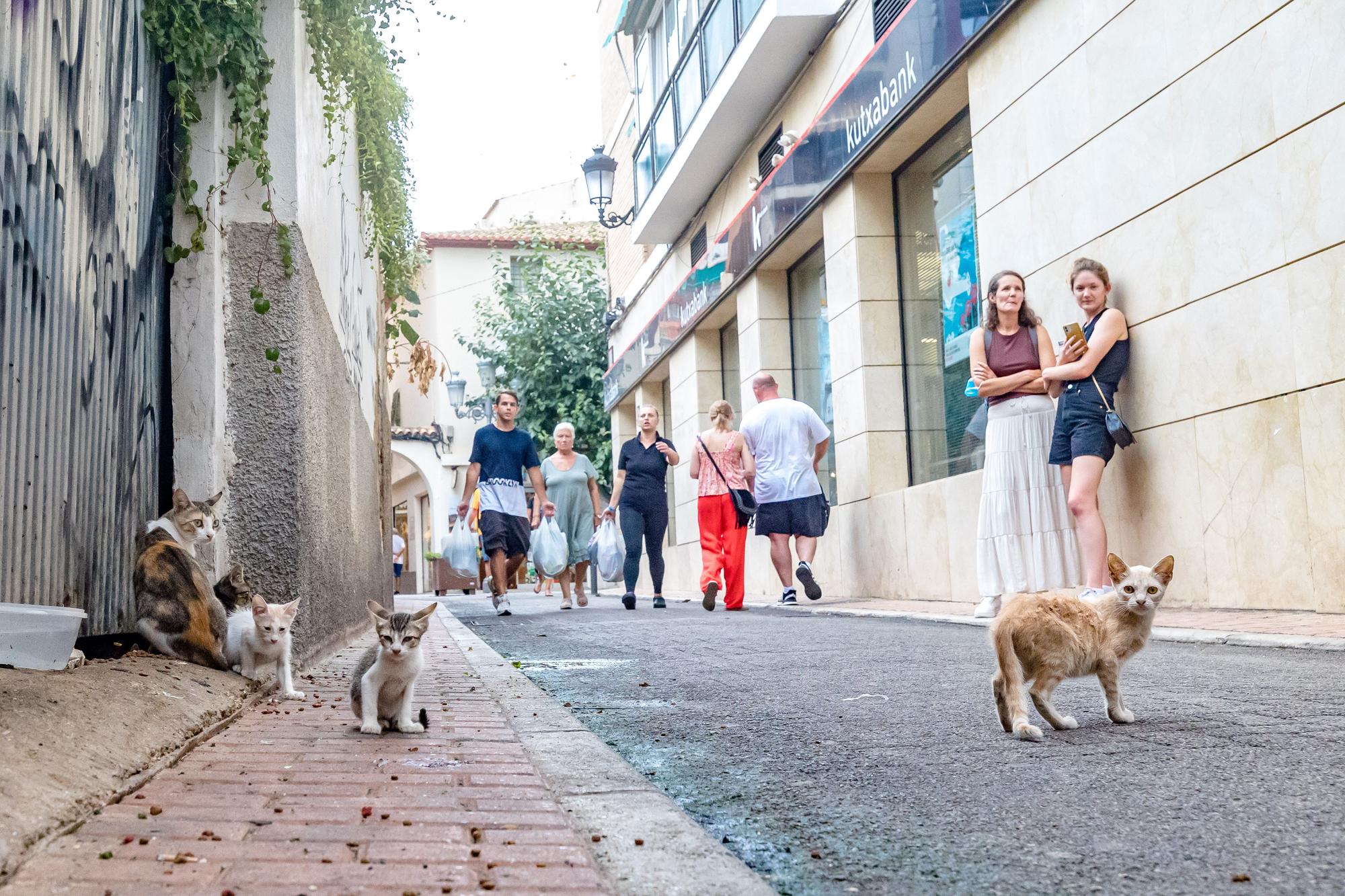 Los gatos toman las calles de Benidorm