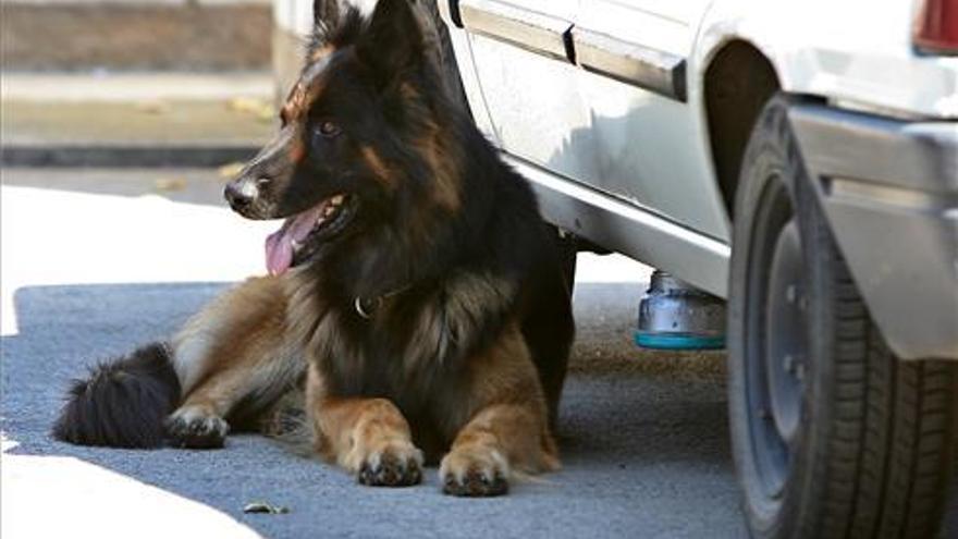 Un perro de la Policía Local detecta droga en un coche