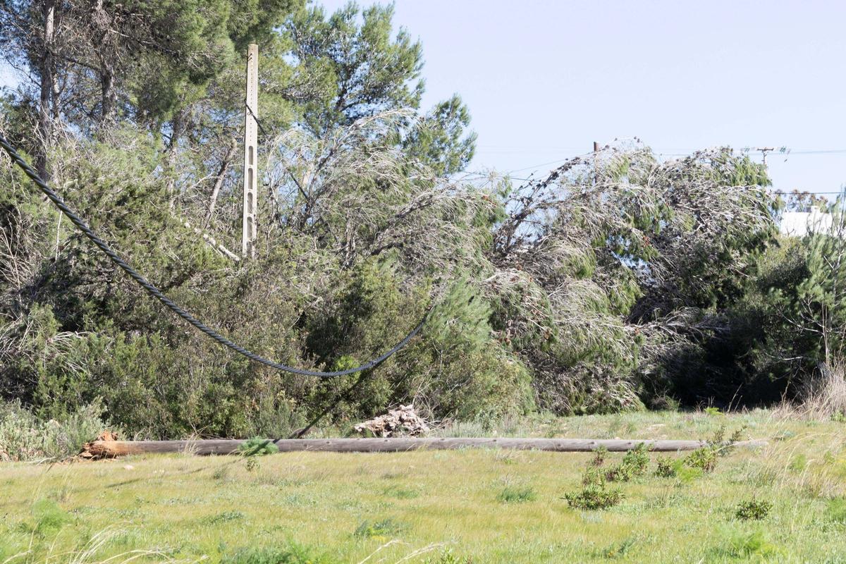 Postes de luz caídos en Sant Miquel.