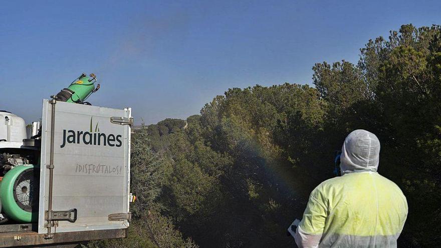 Trabajadores del servicio de parques y jardines.