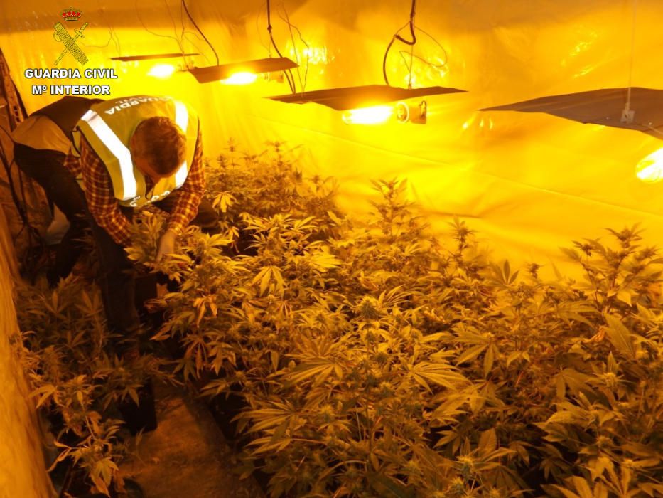 Los agentes han intervenido en una casa de campo deshabitada 312 plantas y 1,3 kilos de cogollos de marihuana secos y listos para su entrega