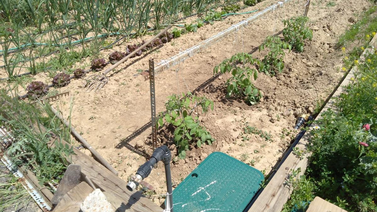 Bancales cultivados de un huerto urbano local.