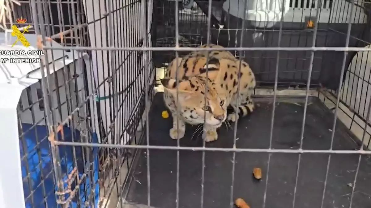 La Guardia Civil analiza la documentación de los felinos de Ariany para averiguar si entraron en Mallorca de contrabando