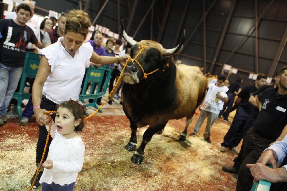 Feria ganadera de San Antonio