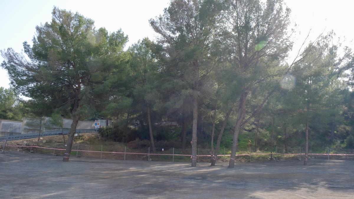 Zona de aparcamiento a pide de calle, donde seis pinos aparecen asfaltados hasta el tronco, sin practicar ningún alcorque