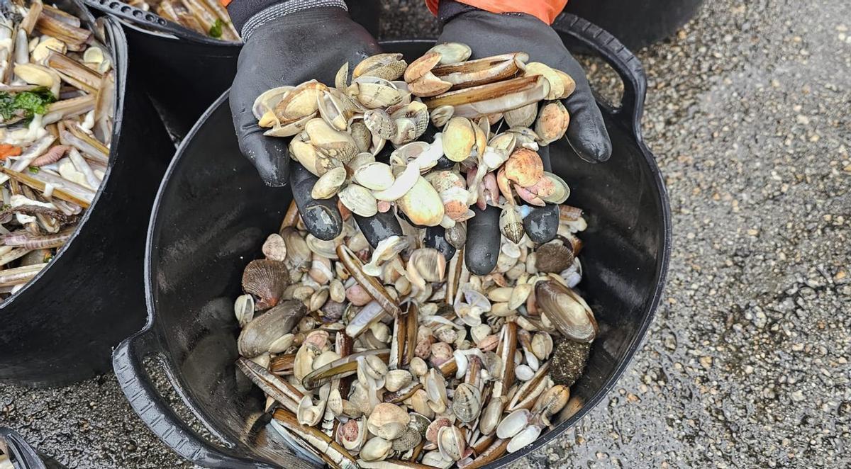 Un mariscador muestra la importante mortandad que sufren sus bancos marisqueros.