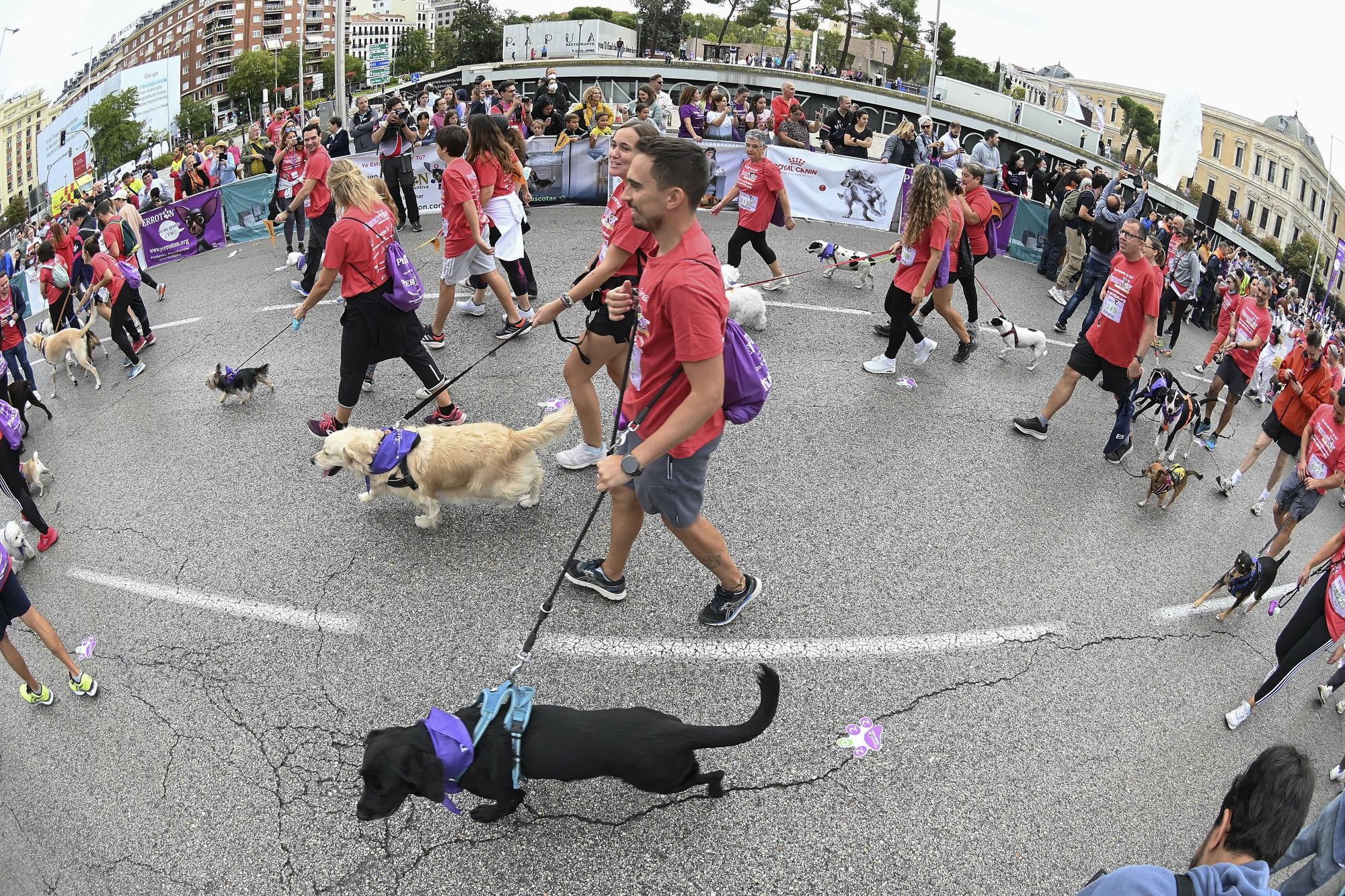 Perrotón 2022 reúne en Madrid a decenas de perros contra el abandono y el maltrato animal