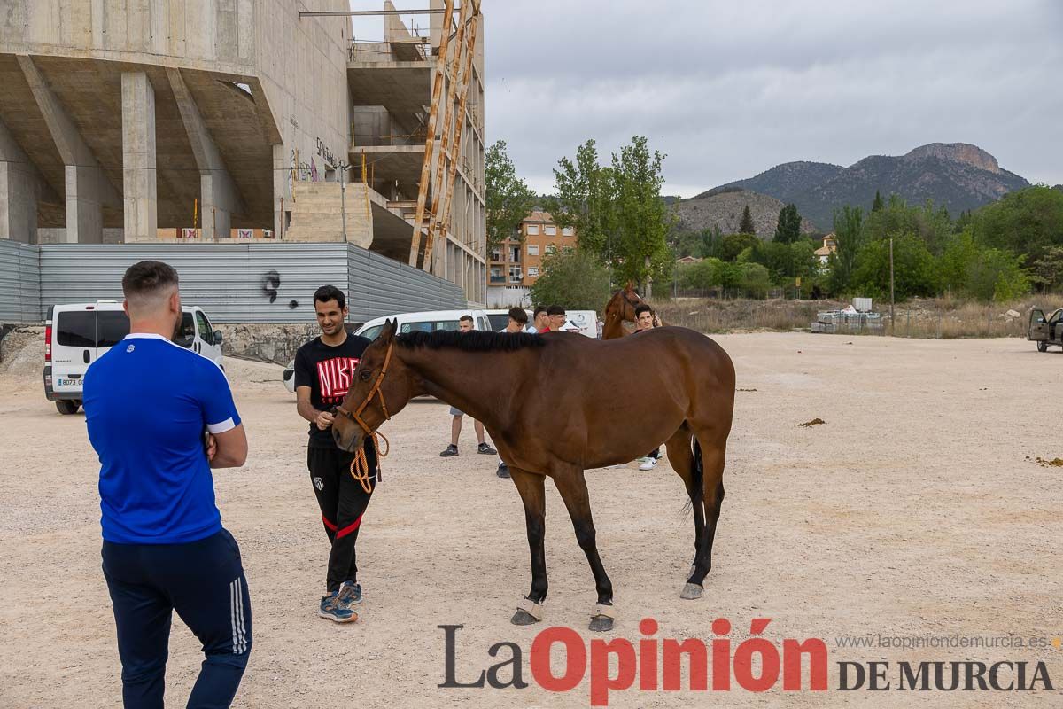 Control veterinario de los Caballos del Vino en Caravaca