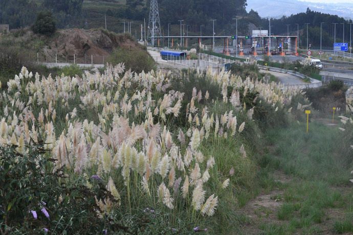 La floración desvela la invasión del plumacho