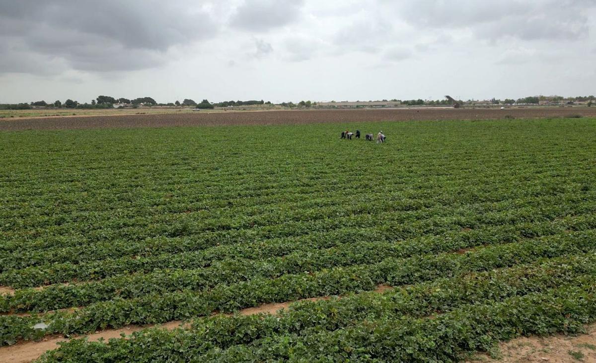 Finca agrícola participante en la iniciativa Micromar. | RUBÉN ARAGÓN