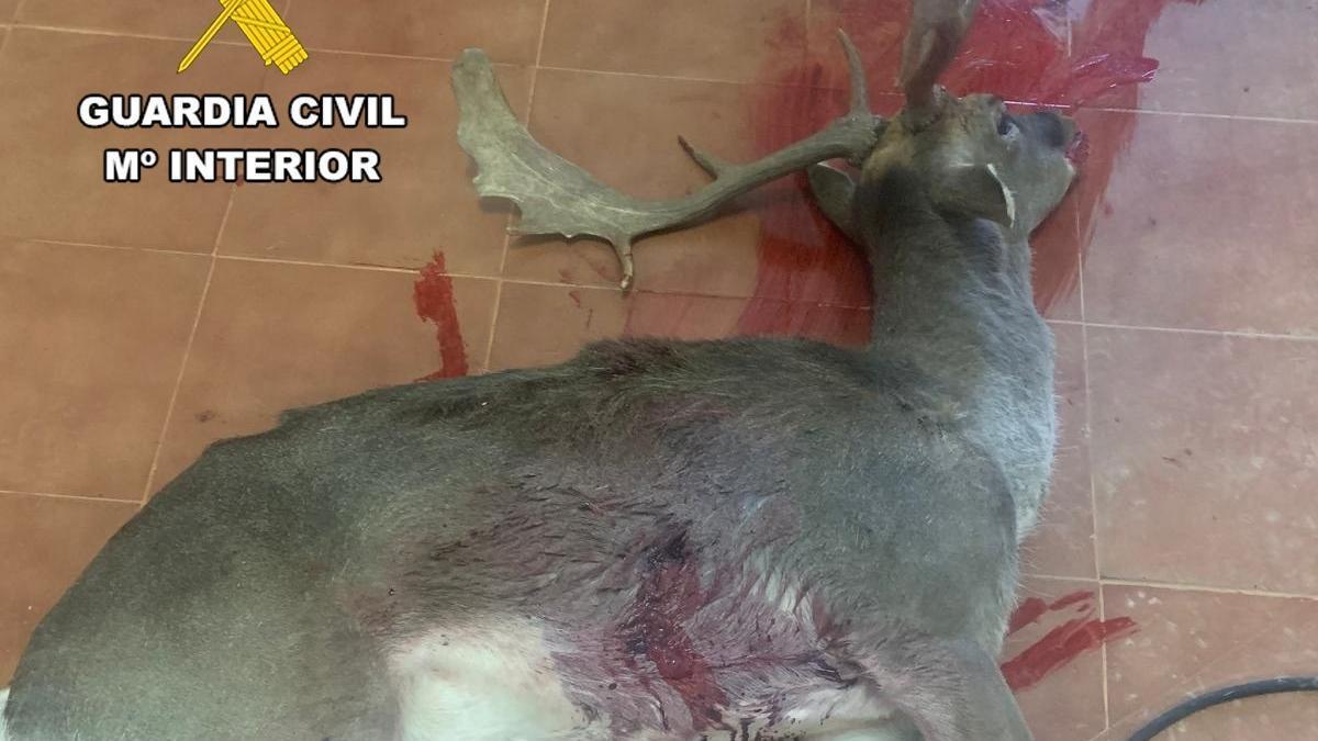 La Guardia Civil de Teruel investiga a dos personas por la muerte de un gamo en Orihuela del Tremedal.