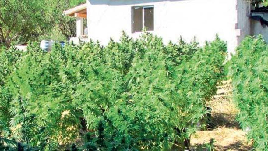 La plantación de marihuana incautada en Llubí se hallaba en un avanzado estado de crecimiento.
