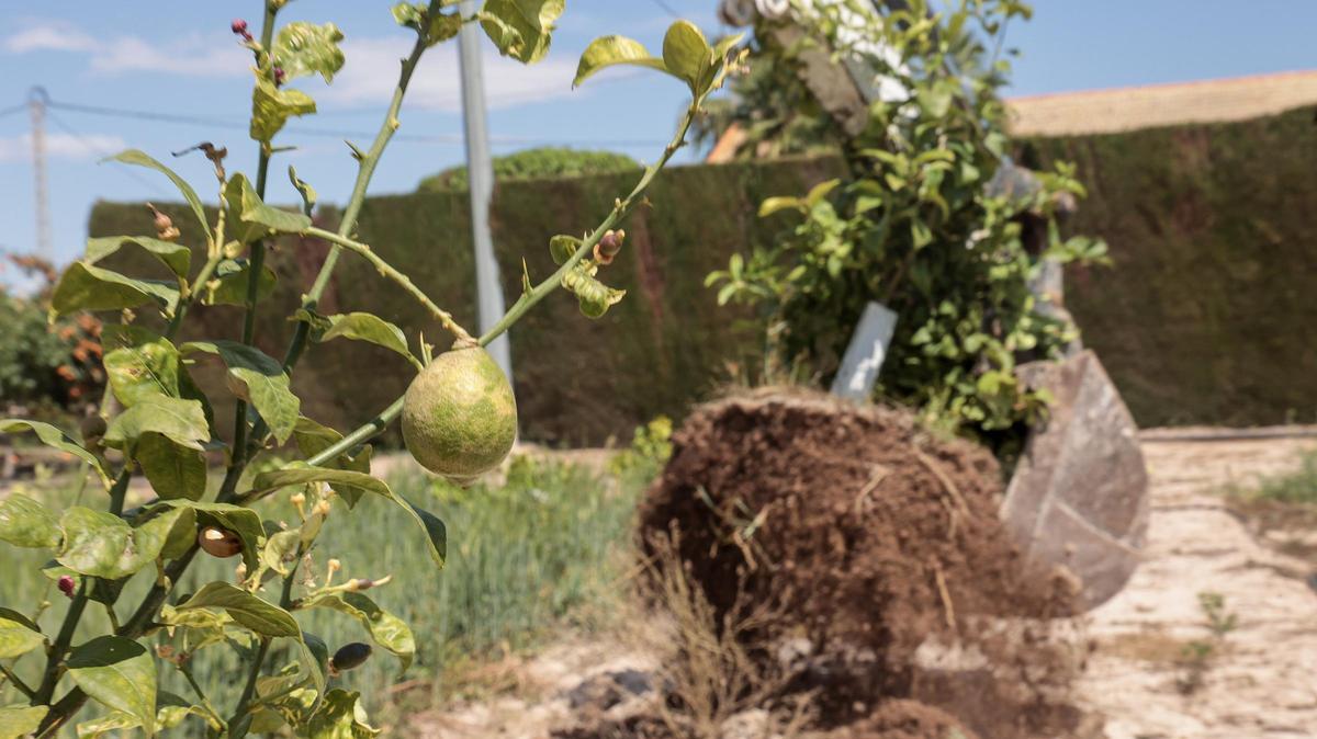 Un limonero afectado por el virus de la clorosis nervial amarilla.