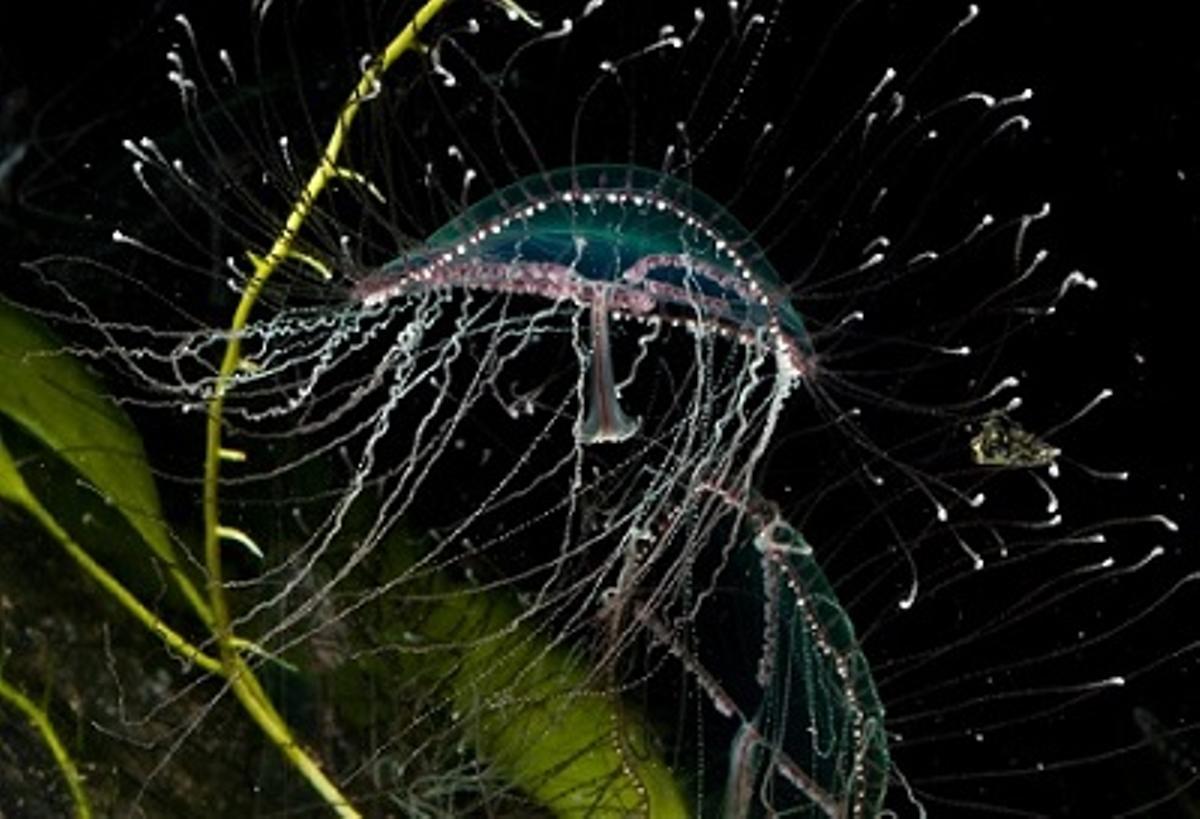 Medusa cruz (Olindias phosphorica).