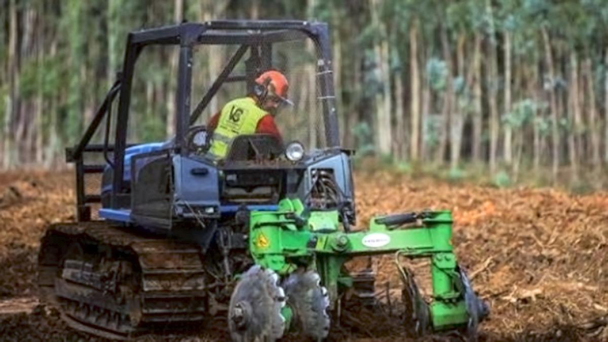 Trabajos en un eucaliptal.