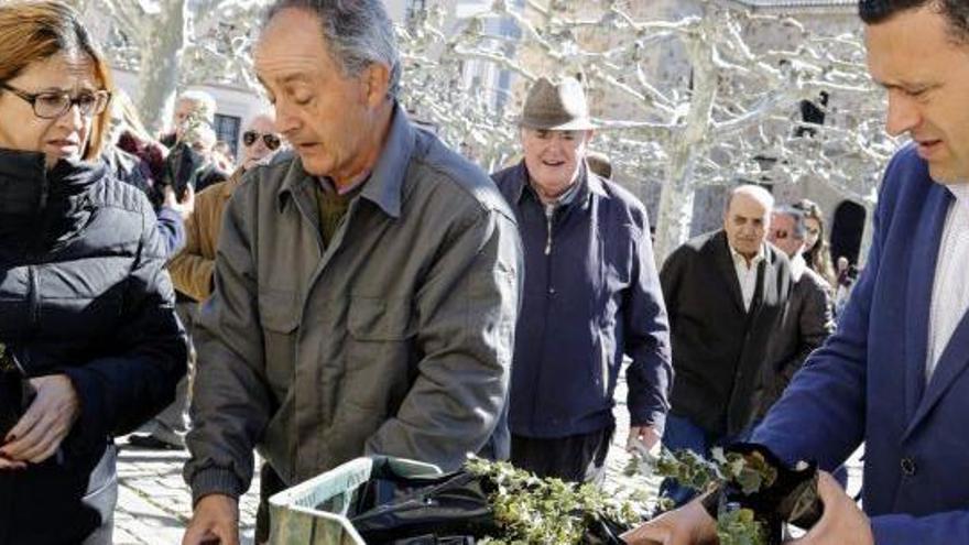 Reparto de encinas en la Plaza de Viriato