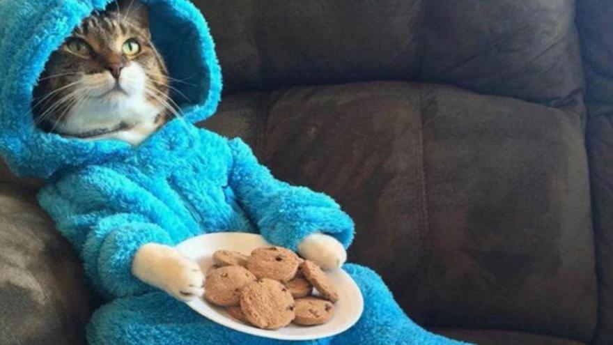 Un gato en pijama, a punto de provocar un conflicto diplomático