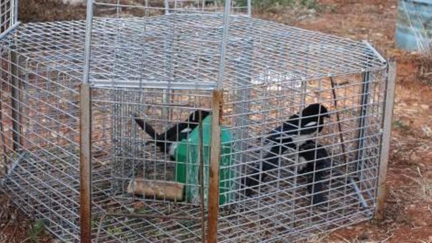 El Consell prorroga la caza de urracas en Turís para evitar que se conviertan en plaga