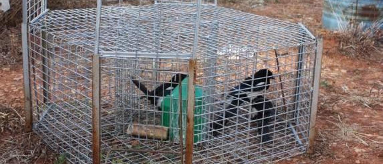 El Consell prorroga la caza de urracas en Turís para evitar que se conviertan en plaga