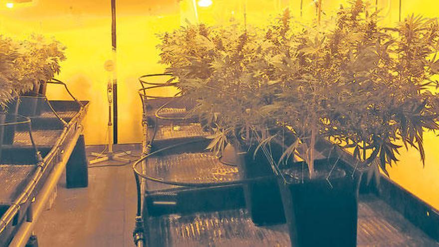 Dos detenidos por robar una plantación de marihuana en Manacor