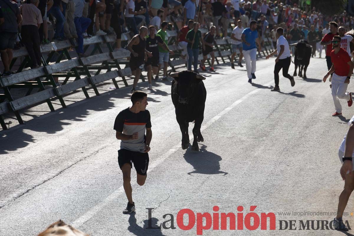 Sexto encierro de la Feria del Arroz de Calasparra